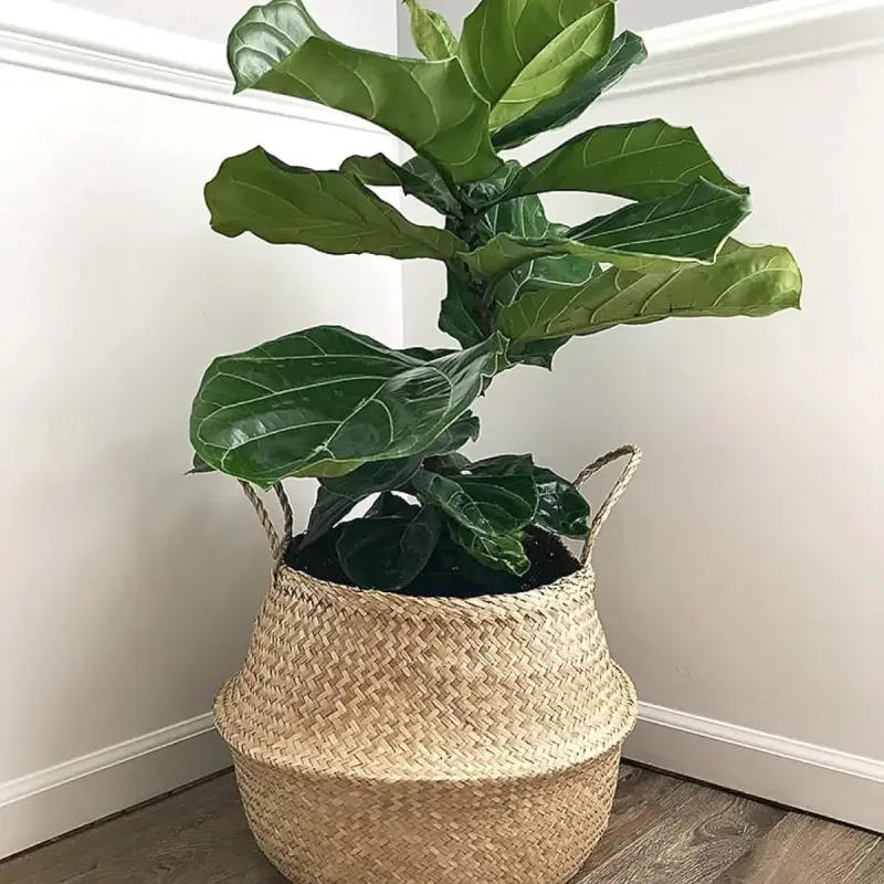 Woven Planter (Big) | Kenya view 2